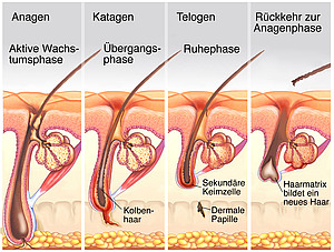 Wachstumszyklen der Haare