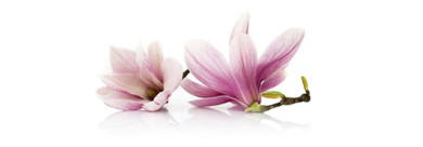 Blume